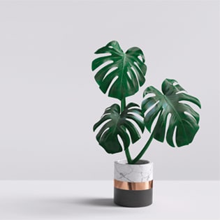 Monstera houseplant in pot on gray background